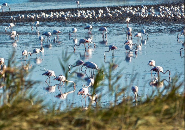 naturalmente-arte-guida-turistica-ferrara-comacchio